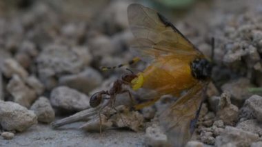siyah karıncalar doğa arka planında, kapatın