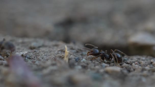 昆虫动物在自然背景下的特写 — 图库视频影像