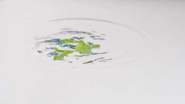 Naneli Yeşil Yapraklar Suya Düşüyor — Stok video
