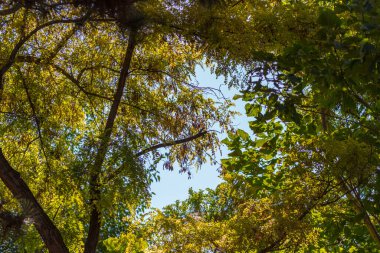 Ağaçlar ve yapraklarla dolu güzel sonbahar manzarası