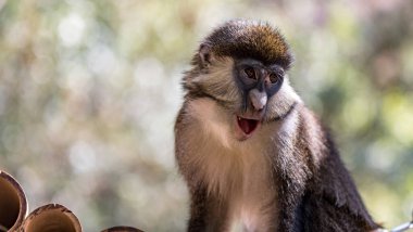 Şirin bir maymuna yaklaş.