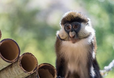 Sevimli küçük bir kuşun yakın plan fotoğrafı.