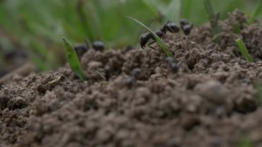 siyah karıncalar doğa arka planında, kapatın