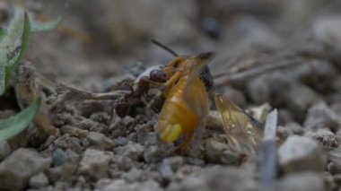 siyah karıncalar doğa arka planında, kapatın