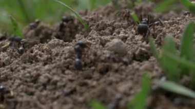 siyah karıncalar doğa arka planında, kapatın