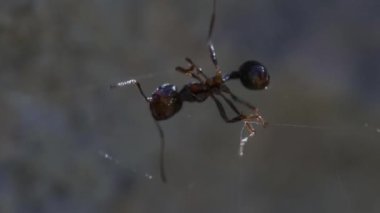 Örümcek ağındaki karınca doğa arka planında