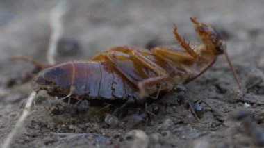 siyah karıncalar doğa arka planında, kapatın
