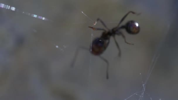 Hormiga Negra Sobre Fondo Natural Cerca — Vídeos de Stock