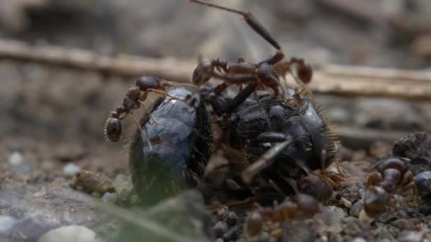 Svarte Maur Naturbakgrunn Nærme – stockvideo