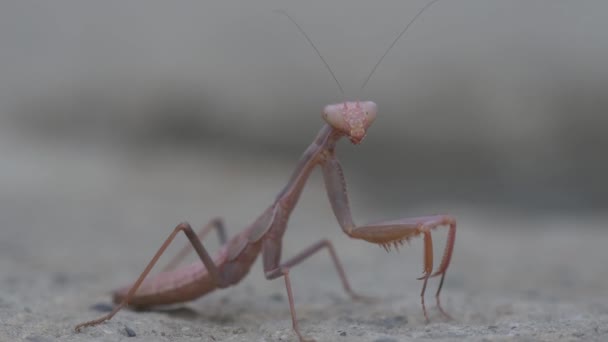 Groene Mantis Achtergrond Van Natuur Close — Stockvideo