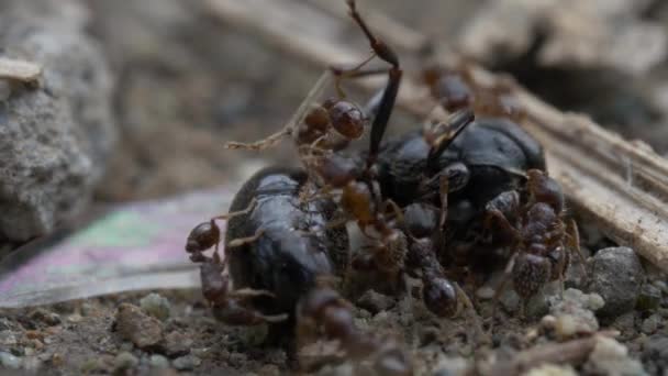 Svarte Maur Naturbakgrunn Nærme – stockvideo