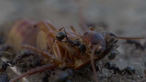 Fourmis Noires Sur Fond Nature Gros Plan — Video