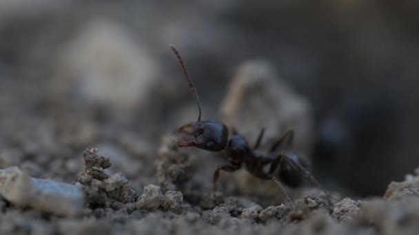 Μαύρα Μυρμήγκια Στο Φόντο Της Φύσης Κοντινό — Αρχείο Βίντεο