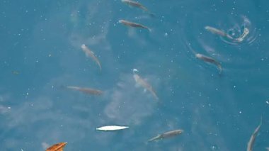 Mavi sudaki küçük balıklar