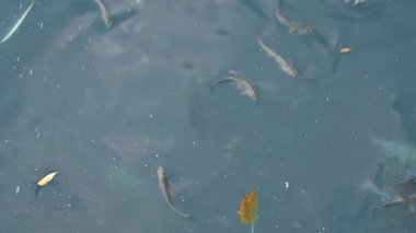 Mavi sudaki balıklar