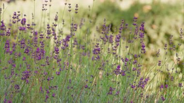 Bahçedeki güzel çiçekler