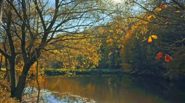 Ağaçlar ve yapraklarla dolu renkli sonbahar manzarası