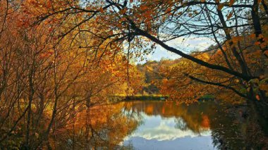 Parktaki güzel sonbahar manzarası