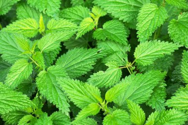 Bir sürü damarlı bir sürü yeşil nane yaprağı. Yapraklar çok yeşil ve birbirlerine çok yakınlar.