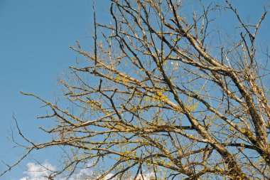Çıplak dalları ve yaprakları olan bir ağaç mavi bir gökyüzünün önündedir. Ağaç çıplak ve yaprakları yok. Bu da resme boşluk ve yalnızlık hissi veriyor.