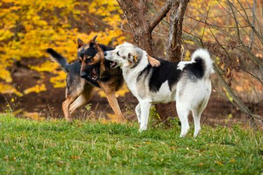 Çimenli bir arazide iki köpek oynuyor. Biri siyah ve kahverengi bir köpek ve diğeri de beyaz ve siyah bir köpek.