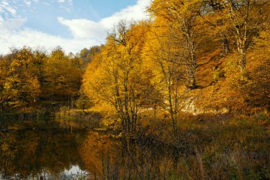 Arka planda ağaçlar ve ön planda bir gölet olan güzel bir sonbahar günü. Ağaçlar yapraklarla dolu ve su sakin.