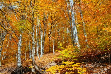 Yapraklarla dolu bir orman. Yapraklar turuncu ve sarıdır. Orman çok huzurlu ve sakin.