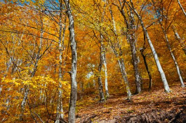 Yerde bir sürü ağaç ve yaprak olan bir orman. Yapraklar turuncu ve sarı.