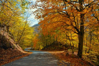 Her iki tarafında ağaçlar ve yerde yapraklar olan bir yol. Yapraklar turuncu ve sarı.