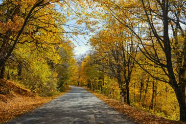 Her iki tarafında ağaçlar ve yerde yapraklar olan bir yol. Yapraklar turuncu ve sarı.