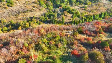 Ağaçlar ve ormanlarla dolu güzel sonbahar manzarası