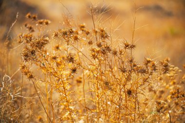 Kuru, tozlu görünümlü sarı bir çiçek tarlası. Çiçekler tarlanın her yerine dağılmış, bazıları ön planda ve diğerleri de arka planda. Sahne yalnızlık ve sessizliktir.