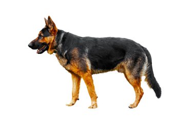 Siyah burunlu ve kahverengi kulaklı siyah ve kahverengi bir köpek. Köpek beyaz bir arka planda duruyor.