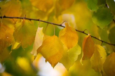 Resimde sarı yapraklı bir dal gösteriliyor. Yapraklar olgunluğun çeşitli aşamalarında, bazıları hala yeşil ve diğerleri sararır. Sahne sonbaharlardan biridir.