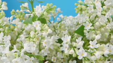 Yeşil yapraklı beyaz leylak çiçekleri. Çiçekler tomurcuklandı ve yapraklar yeşil. Görüntü huzurlu ve huzurlu bir ruh haline sahip. Kamera hareketi