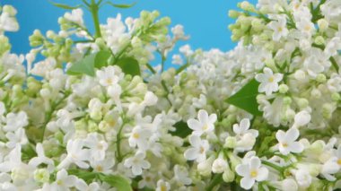 Yeşil yapraklı beyaz leylak çiçekleri. Çiçekler tomurcuklandı ve yapraklar yeşil. Görüntü huzurlu ve huzurlu bir ruh haline sahip. Kamera hareketi