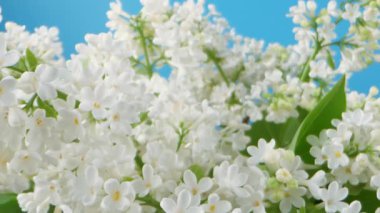 Yeşil yapraklı beyaz leylak çiçekleri. Çiçekler tomurcuklandı ve yapraklar yeşil. Görüntü huzurlu ve huzurlu bir ruh haline sahip. Kamera hareketi