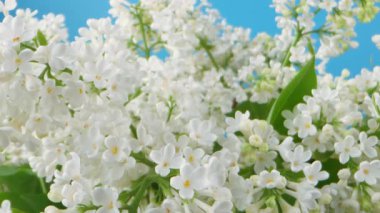 Yeşil yapraklı beyaz leylak çiçekleri. Çiçekler tomurcuklandı ve yapraklar yeşil. Görüntü huzurlu ve huzurlu bir ruh haline sahip. Kamera hareketi