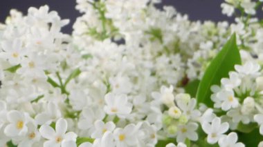 Yeşil yapraklı beyaz leylak çiçekleri. Çiçekler tomurcuklandı ve yapraklar yeşil. Görüntü huzurlu ve huzurlu bir ruh haline sahip. Kamera hareketi