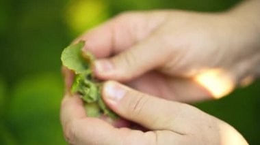 Ağaçtan fındık toplayan bir kadın... Santral yapraklarla ve dallarla dolu.