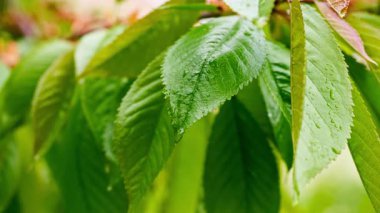 Baharda genç bir akçaağacın yeşil yaprakları