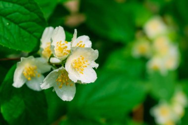 Sarı merkezli beyaz bir çiçeğin yakın çekimi. Çiçek yeşil yapraklarla çevrilidir. Güzellik ve sükunet kavramı, narin beyaz taç yaprakları canlı yeşil yapraklarla tezat oluşturur.