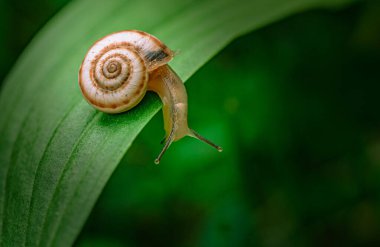 Küçük bir salyangoz yaprağın üzerindedir. Salyangoz kahverengi ve beyazdır. Yaprak yeşil.