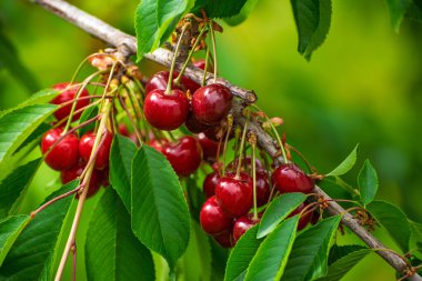 Kiraz ağacının bir dalı olgun kirazlarla doludur. Kirazlar kırmızı ve ağaçtan sarkıyor.