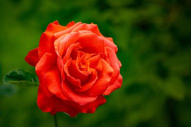 Görüntünün odak noktası kırmızı bir güldür. Gül yeşil yapraklarla çevrilidir, bu da sahneye renk ve kontrastı ekler.