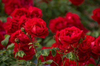 Bir demet kırmızı gül tamamen çiçek açmış. Çiçekler aynı yöne bakacak şekilde dizilmiş, birlik ve uyum hissi yaratıyorlar.