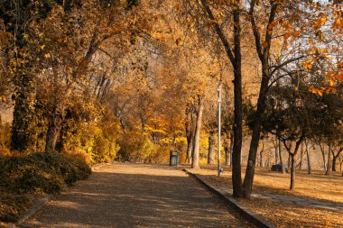 Ağaçlı ve banklı bir parkta patika. Yapraklar sarı ve gökyüzü mavi.