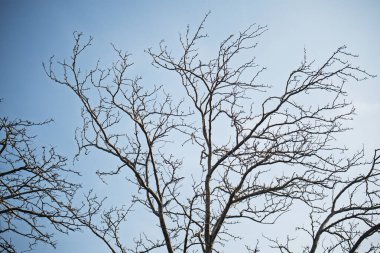 Ağaç çıplak ve gökyüzü temiz. Ağacın dalları çıplak ve yaprakları gitmiş. Gökyüzü parlak mavi bir renktir ve gökyüzünde hiç bulut yoktur.