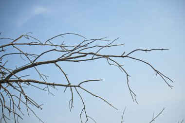 Mavi gökyüzünün ön planında bir ağaç dalı gösterilir. Dal çıplak ve yaprakları yok. Gökyüzü berrak ve parlak, görünürde bulut yok. Boşluk ve yalnızlık kavramı