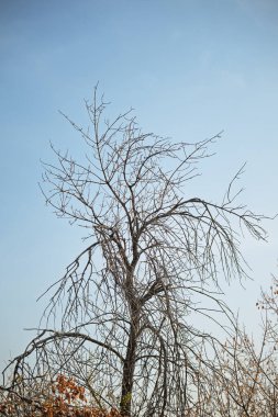 Yapraksız bir ağaç bir tarlada duruyor. Gökyüzü açık ve mavi. Ağaç çıplak ve yalnız görünüyor.